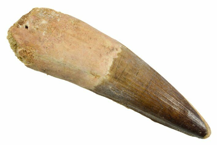 Real Spinosaurus Tooth - Huge Dinosaur Tooth #380951